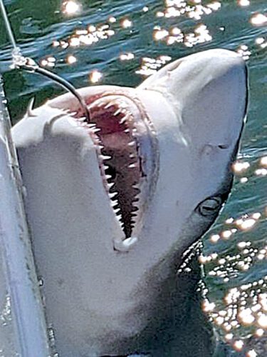 Love ‘em or hate ‘em, sharks are fun to catch